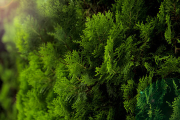 Green pine tree background, Abstract green trees background.