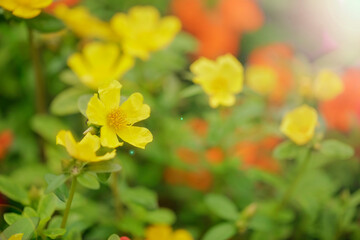 Naklejka na ściany i meble Yellow Ranunculus Acris Or Meadow Buttercup Flower in the garden, Yellow flowers with morning light, Natural life background.