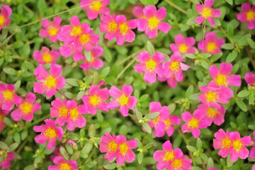 Pink floral in garden, Pink flowers background