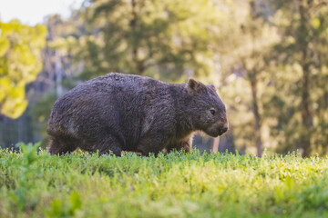 Common Wombat, Kangaroo Valley, NSW, Australia