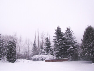 Winter in the old park