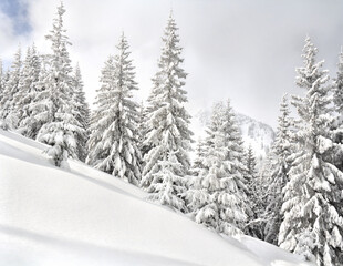Winter landscape of mountains in fir forest and glade in snow. Carpathian mountains