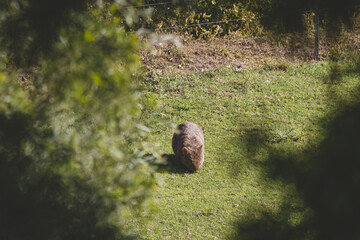 Common Wombat, Kangaroo Valley, NSW, Australia