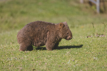 Common Wombat, Kangaroo Valley, NSW, Australia