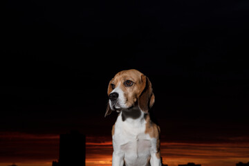 beagle dog portrait at sunset on the background of silhouettes of buildings