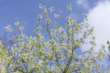 Blossom tree over nature background, Spring flowers,Spring Background