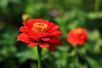 Red flower in green field