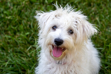 Puppy terrier dog in the garden