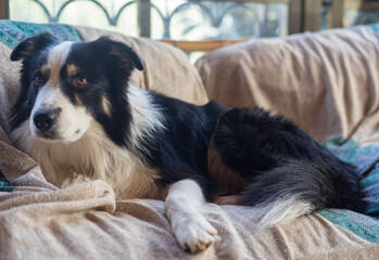 border collie dog