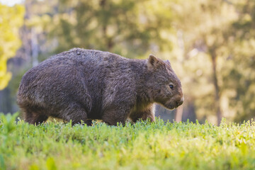 Common Wombat, Kangaroo Valley, NSW, Australia