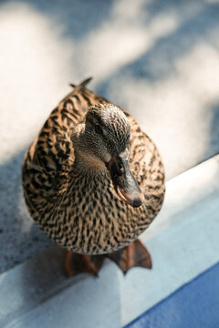 Friendly Duck At Universal Studios Florida