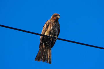 電線にとまるトビ（神奈川県三浦市 三崎港）