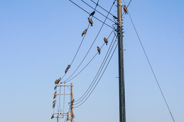 Fototapeta premium 電線にとまるトビ（神奈川県三浦市 三崎港）