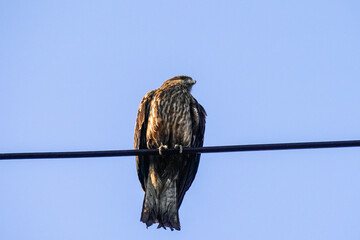 電線にとまるトビ（神奈川県三浦市 三崎港）