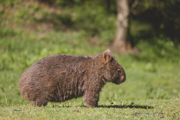 Common Wombat, Kangaroo Valley, NSW, Australia