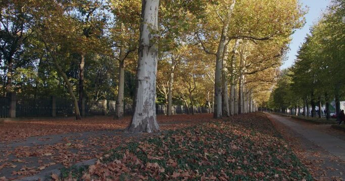 Herbst in Berlin Treptower Park Platanen Allee mit vielen B&auml;umen und Laub / Autumn Fall Berlin avenue of big trees with yellow and red leaves 