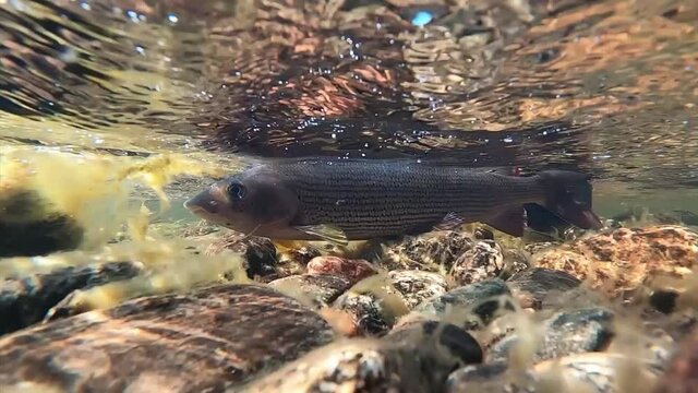 Grayling sprinting / swimming away fast after being released by a sports fisherman in shallow water of Lainio river in Swedish Lapland in Kiruna wilderness in August 2021.