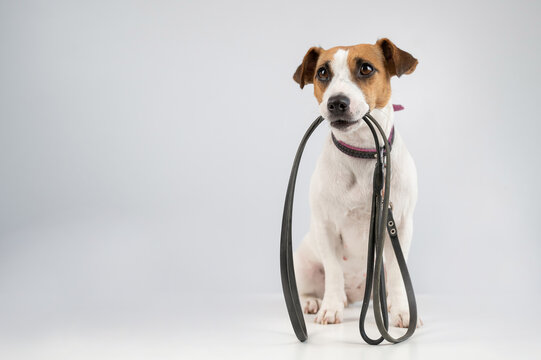 Jack russell terrier dog holding a leash on a white background.