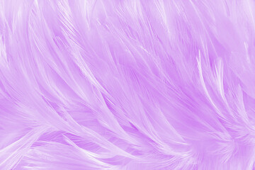 Beautiful soft purple bird feathers pattern texture background.