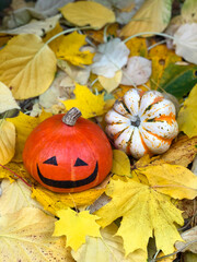 Halloween pumpkins in the garden on a background of yellow and colorful autumn leaves