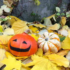 Halloween pumpkins in the garden on a background of yellow and colorful autumn leaves