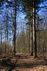 Hiking trail in a bare deciduous forest in early spring
