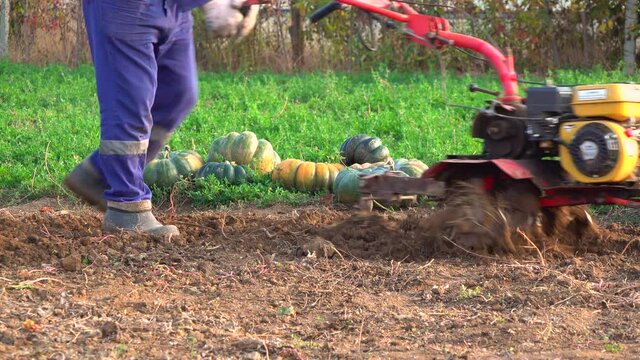 UKRAINE, BOLGRAD - OCTOBER 19, 2021: a farmer on a gasoline mini tractor digs the ground in the field