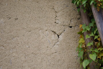 ivy on the wall
