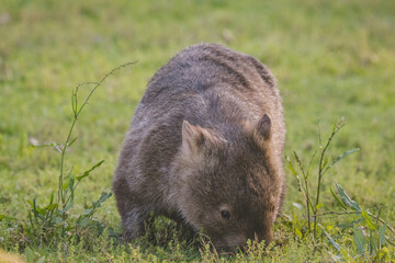 Common Wombat, Kangaroo Valley, NSW, Australia