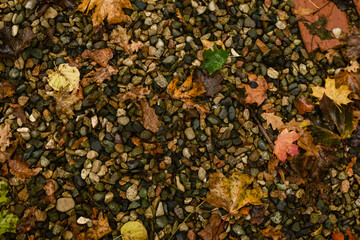Autumn background. Autumn wet leaves. Brown tone