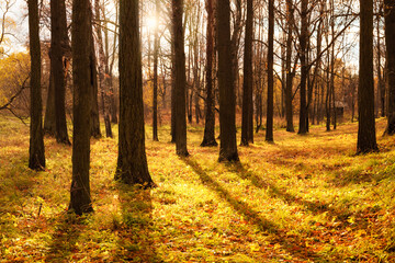 beautiful autumn landscape, rays of the sun in the forest in the season of leaf fall, autumn wallpaper, forest landscape