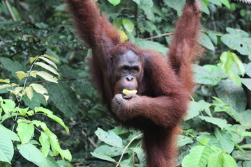 orang utan