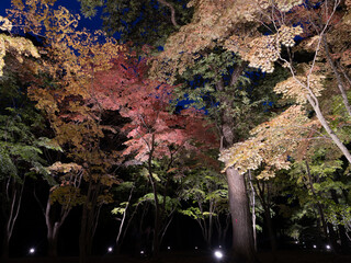 紅葉ライトアップ