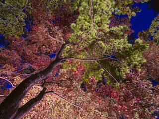 紅葉ライトアップ