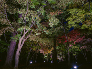 紅葉ライトアップ