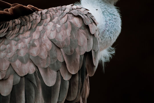 Close-up Of Vulture Perching On Black Background