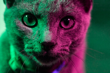 Portrait of gray cat illuminated by green and purple lights