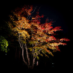 紅葉ライトアップ