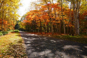 真駒内公園の紅葉　秋