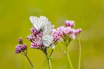 Two white butterflies on a purple flower with blurred, green background