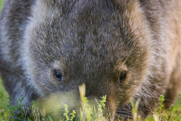 Common Wombat, Kangaroo Valley, NSW, Australia