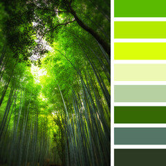 Giant bamboo palette