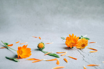 Front view of floral background layout with orange yellow calendula flowers, petals and buds over gray background spring concept with copy space. - obrazy, fototapety, plakaty