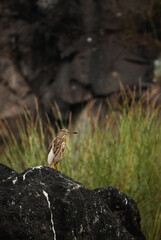 Indian Pond Heron (Ardeola grayii) - Non Breeding - on a rock