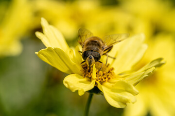 Closeup of a Bee, or Honeybee, Apis Mellifera collecting pollen from a yellow flower.