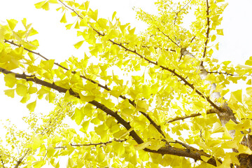 Ginkgo Tree in the autumn day. Ginkgo leaves bright yellow on a tree branch.