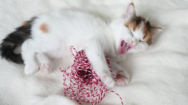 little fluffy kitten playing with red ribbon for wrapping christmas gifts close up. High quality 4k footage