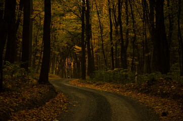 Obraz premium Forest road between trees with yellow leaves. Autumn season concept.