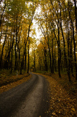 Forest road between trees with yellow leaves. Autumn season concept.