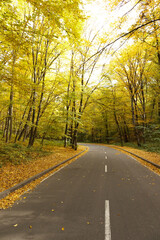 Fototapeta na wymiar Winding road passing through the autumn forest. Empty forest road, littered with autumn leaves.